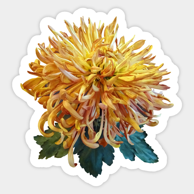 Chrysanthemums Quill Mum Judith Baker Chrysanthemum Autocollant